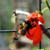 A bee on a flower