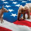 A donkey and elephant, representing the U.S. major political parties