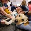 Students gather to pet therapy dog Cooper at Norlin Library