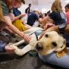 A yellow lab retriever soaks up pets from students