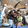 A plaster cast of a life-size Triceratops being installed in the lobby of a building. 
