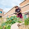Person gardening on campus