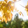 golden leaves on campus