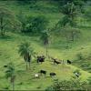 cows grazing near samaipata, bolivia