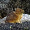 Pika