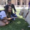 Students play with a therapy dog