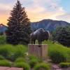 Buffalo sculpture on campus