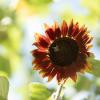 red sunflower on campus