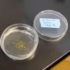 Samples of microbes from puddles on top of glaciers, part of a study that won a Signals in the Soil grant