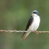 A tree swallow perches on a wire.