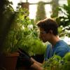 Researcher collects a sap sample from a plant