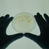 Microbacterium vaccae