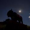 Ralphie statue silhouetted by an eclipsed sun