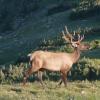 Elk