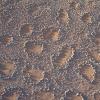 barren patches of ground known as fairy circles