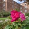 flower blossom outside a residence hall