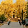 fall colors and campus community members