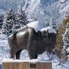 Snow-covered buffalo statue on campus
