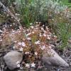 Northern rock jasmine