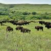 Bison grazing in Konza prairie, Kansas