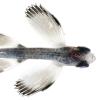 flying fish