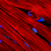 Contracting heart cells