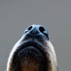 Dog nose