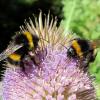bees on a flower