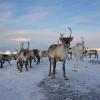 Herd of reindeer in the Arctic