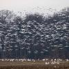 snow geese flying in Maryland