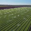 Sprinklers watering a lettuce field in Holtville, California, with Colorado River water.