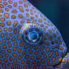 Close-up of the head of a yellowspot rabbitfish with orange spots and purple skin