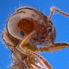 Fire ant