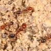 Several fire ants crawl on the ground