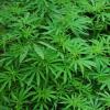 cannabis plants
