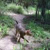 A cat walks down a forest trail.