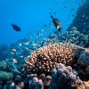 Fish swimming in a coral reef
