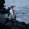 Galápagos Penguin