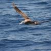 An albatross in flight