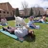 Students enjoy goat yoga on the lawn