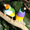 Two Gouldian finches rest on a branch