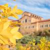 Yellow leaves on campus