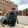 A buffalo statue with graduation regalia.