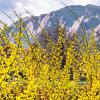 2021 Spring Scenic photos on the CU Boulder campus. 