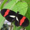 Butterfly photo courtesy Tobin Hammer, University of Colorado