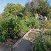 community garden next to Regis University