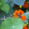 Two bees land on orange flowers