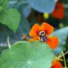 Bees scramble for the last of summer blooms at a community garden in Denver