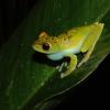 Hyla rufitela