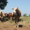 Cattle in Brazil
